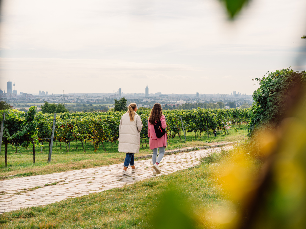 Vineyards, Stammersdorf