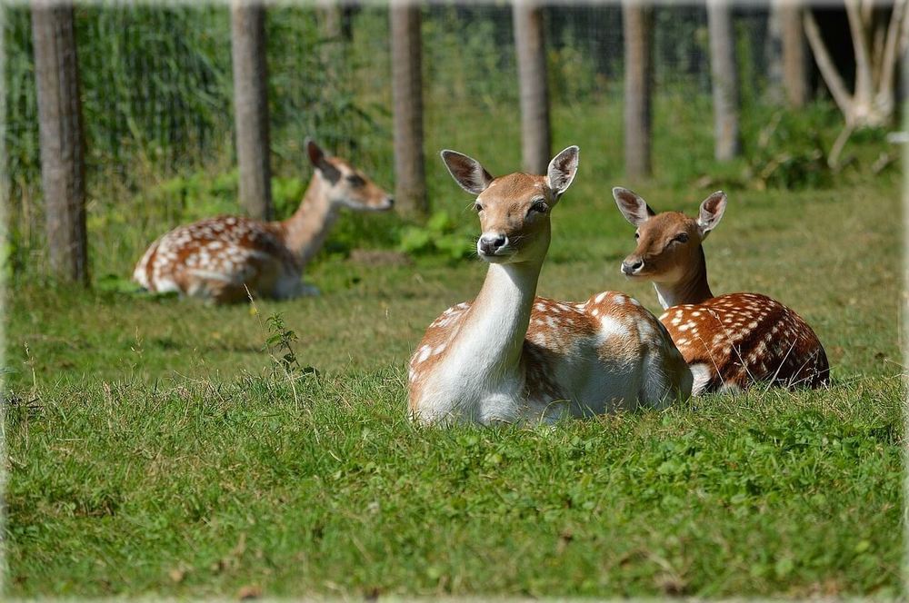 Lainzer Tiergarten deer